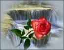 red rosa