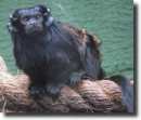 fekete tamarin