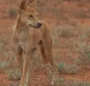 dingo in the rain