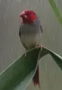 napasztrild