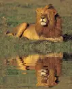 lion