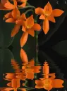 orange orchid