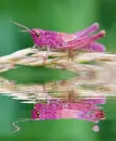 pink grasshopper