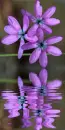 purple ixia