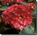red hydrangea