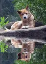 dingo