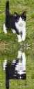 black and white cat