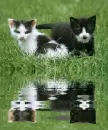 black and white cats