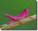 pink grasshopper
