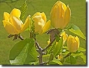 magnolia
