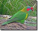 parrot