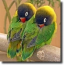 parrots