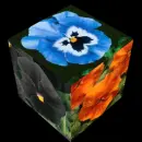 pansy