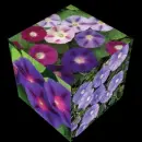 convolvulus