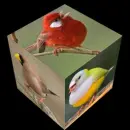 bird