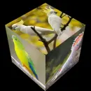parrot