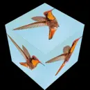 hummingbird