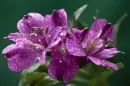 purple flower