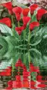 red callas