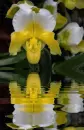orchidea