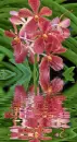 orchidea