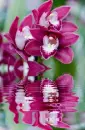 orchidea