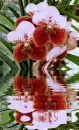 orchidea