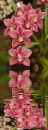 orchidea
