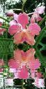 orchidea