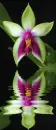 orchidea