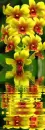 orchidea