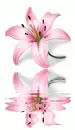 pink lily