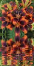 color lilies