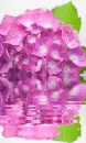 pink hydrangea