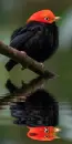 manakin
