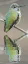 hummingbird