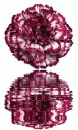 dianthus