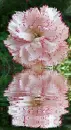 dianthus