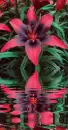 alstroemeria