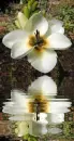 white ixia