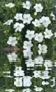 white gardenia