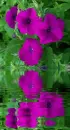 purple petunia