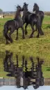 black horses
