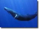 blue whale