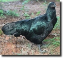 black hen