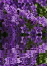 purple flower
