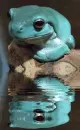 blue frog