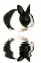 black-white bunny