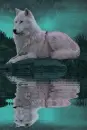 white wolf