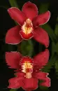 cymbidium